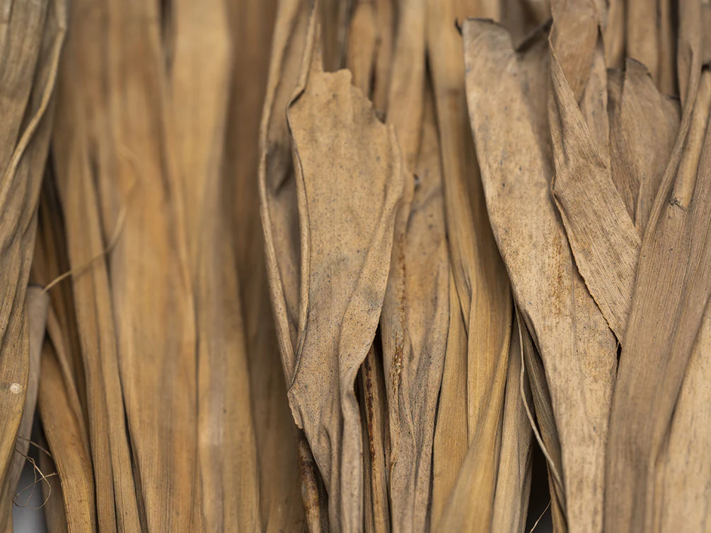 Banana Leaves