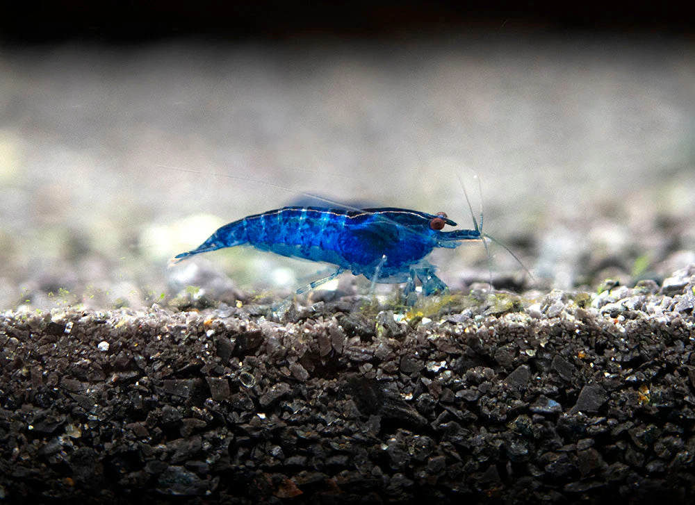 Dream Blue Velvet Shrimp Breeder Combo Box