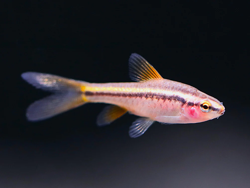 Longfin Cherry Barb (Puntius titteya) – Tank-Bred