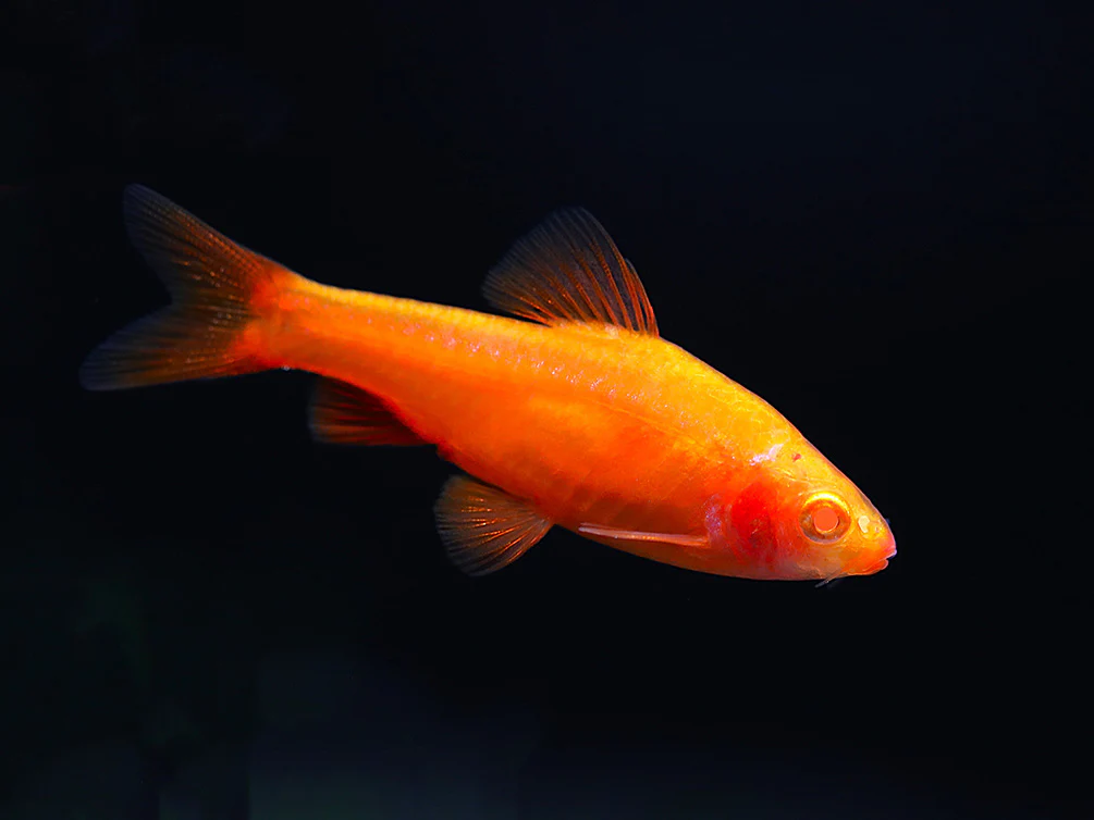 Albino Cherry Barb (Puntius titteya “Albino”) – Tank Bred