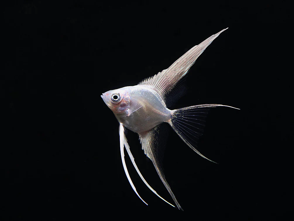 Platinum Veiltail Angelfish (Pterophyllum scalare) – Tank-Bred