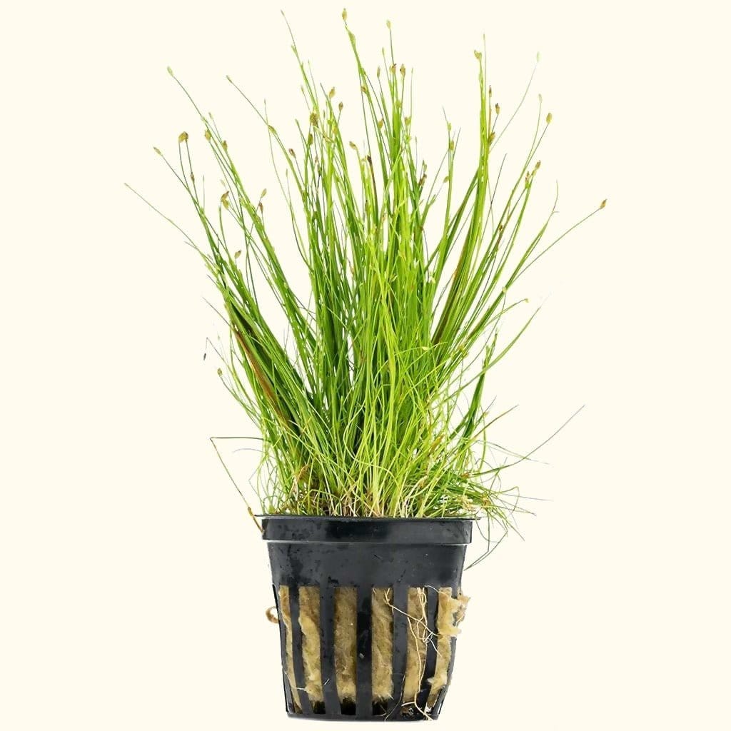 Dwarf Hairgrass