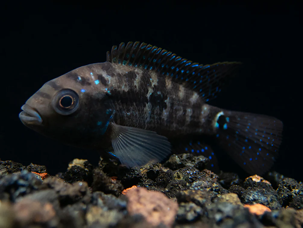 Jack Dempsey Cichlid (Rocio octofasciata), Tank-Bred