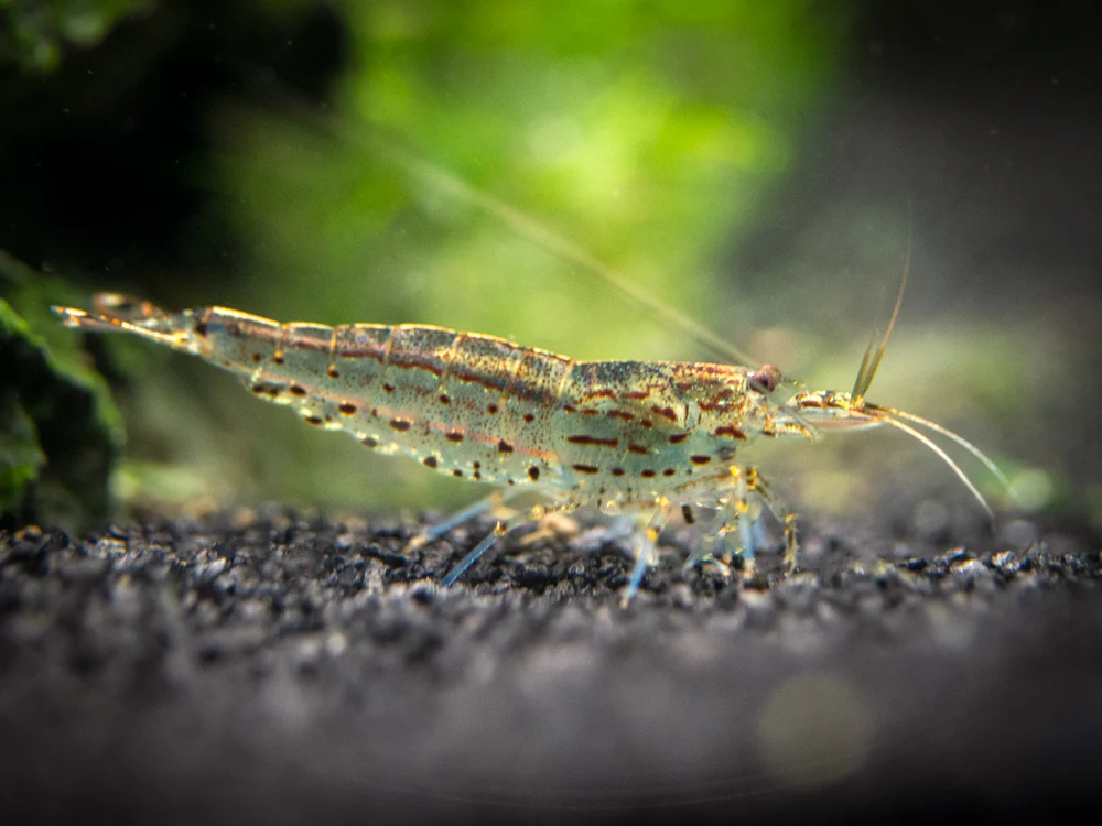 Amano AKA Yamato Shrimp (Caridina multidentata)