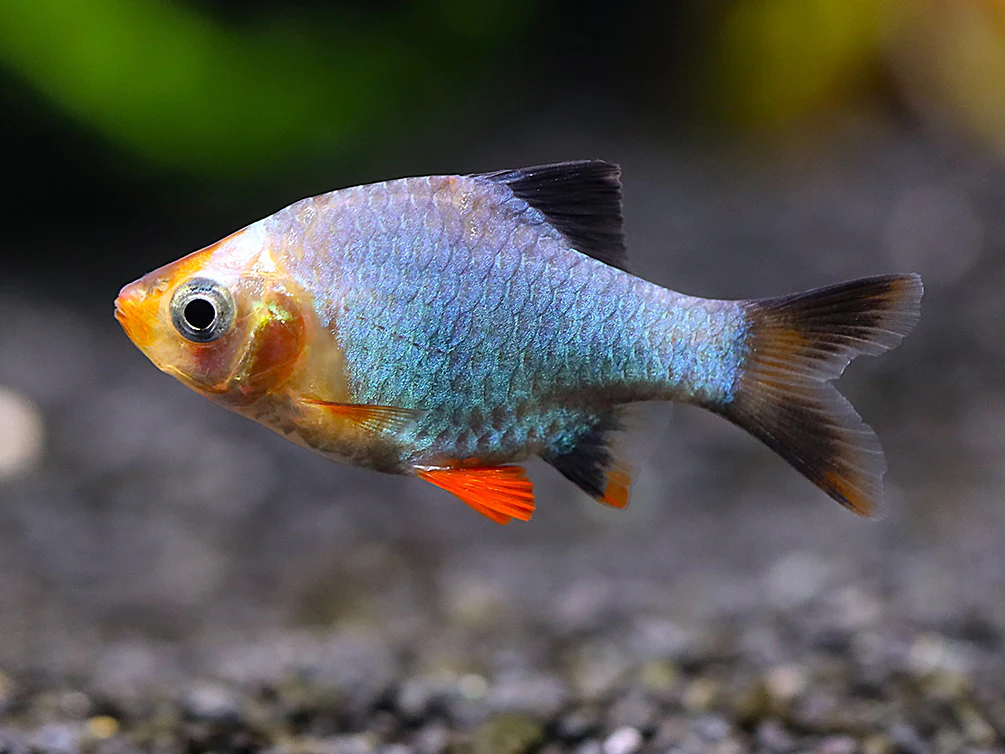 Platinum Green Tiger Barb (Puntigrus tetrazona) – Tank Bred