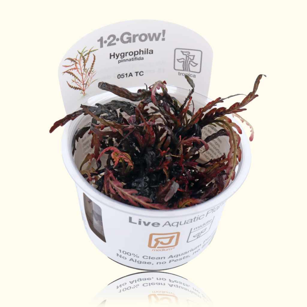 Hygrophila Pinnatifida Tissue Culture