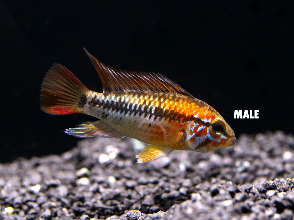 Viejita Dwarf Cichlid (Apistogramma viejita) - Tank Bred!