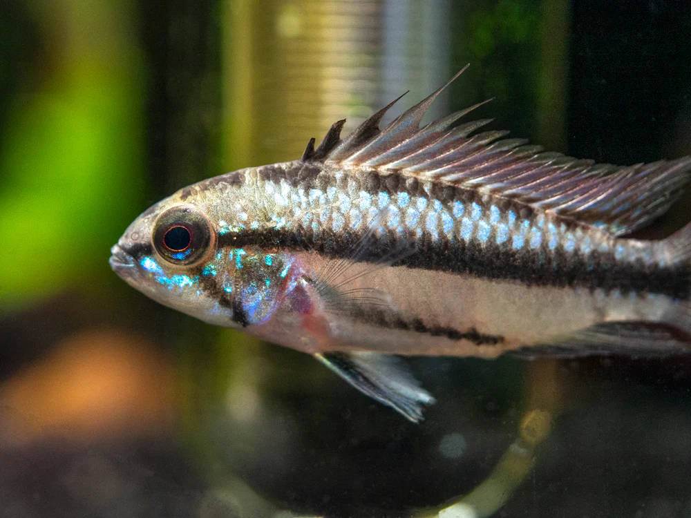 Redfin Three-Striped Dwarf Cichlid (Apistogramma trifasciata) - TANK-BRED!!!