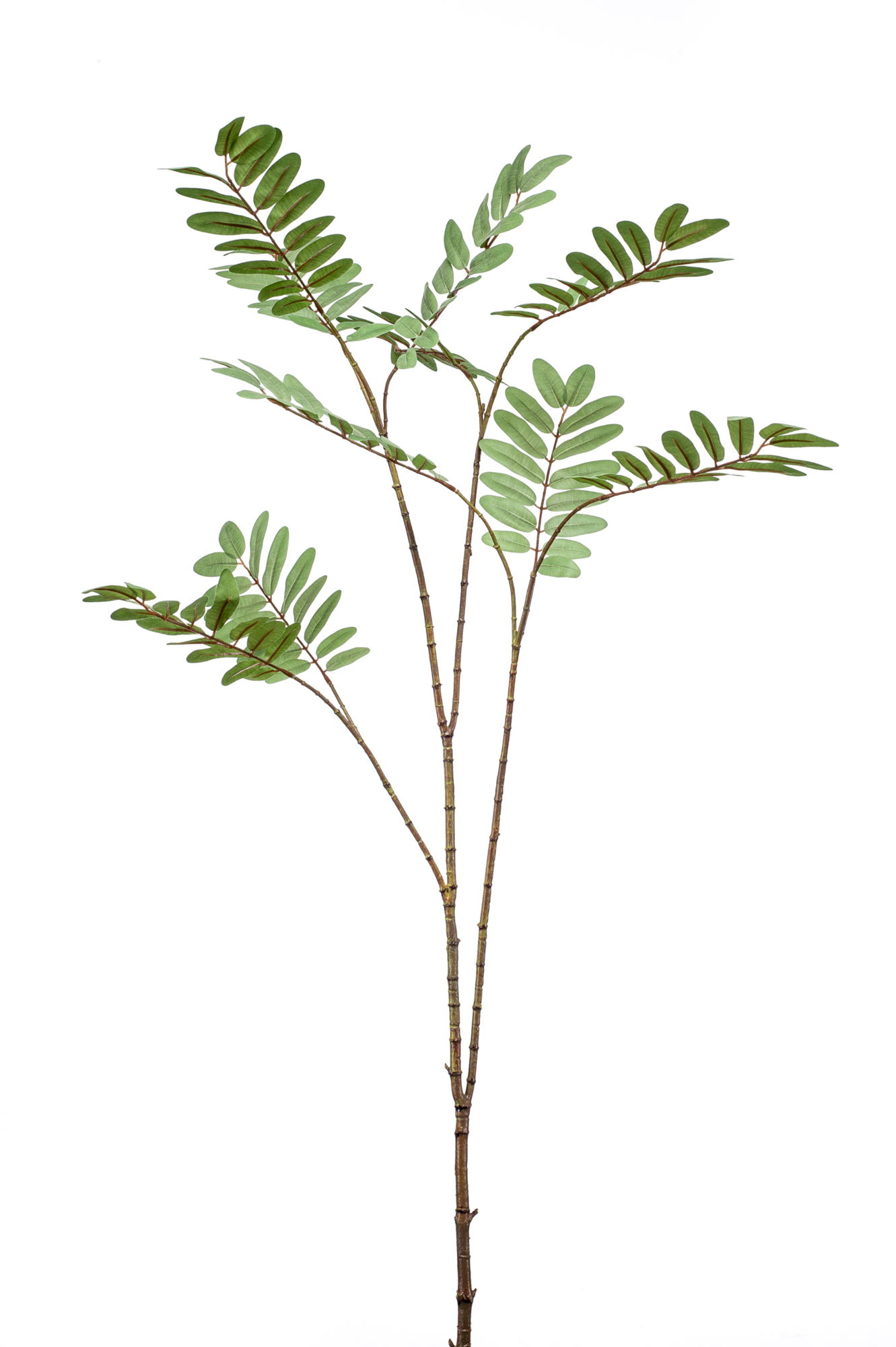 Mahonia branch