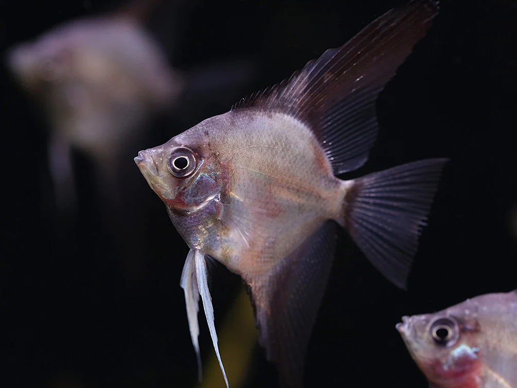 Legend Paraiba Angelfish (Pterophyllum scalare “Legend Paraiba”) – Tank Bred