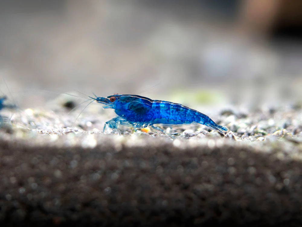 Dream Blue Velvet Shrimp Breeder Combo Box