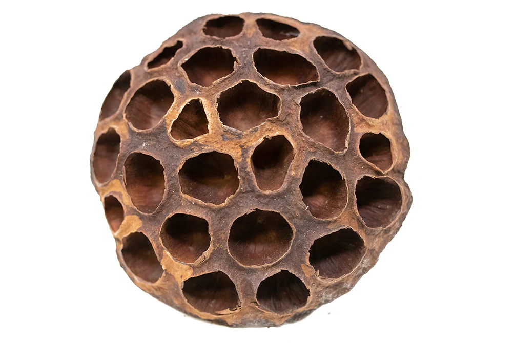 Aquatic Arts Lotus Pods