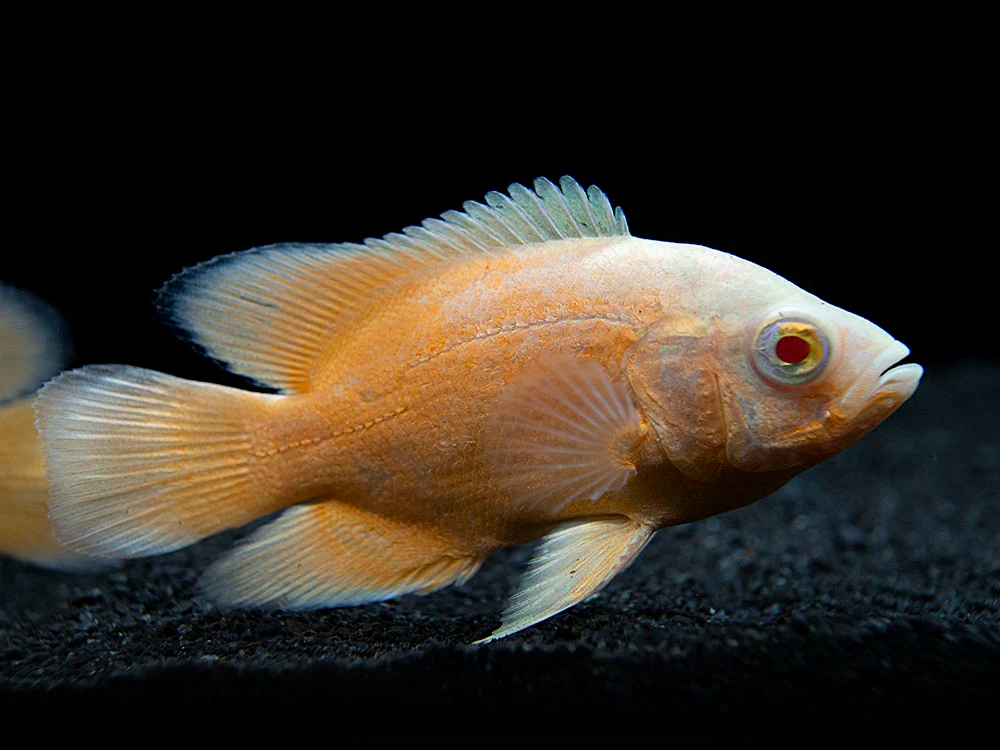 Albino Red Oscar (Astronotus ocellatus), Tank-Bred