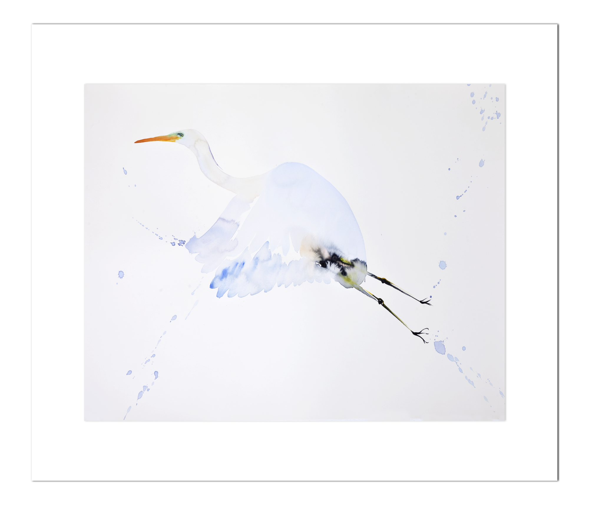Poster Reiger in Vlucht 40 x 50 cm