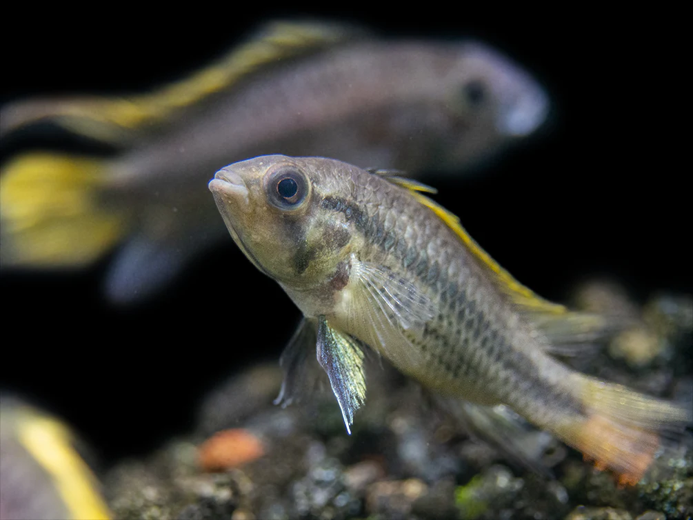 Yellow Flash Cockatoo Dwarf Cichlid (Apistogramma cacatuoides), Tank-Bred