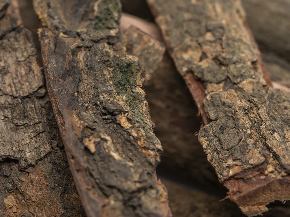 Catappa Bark