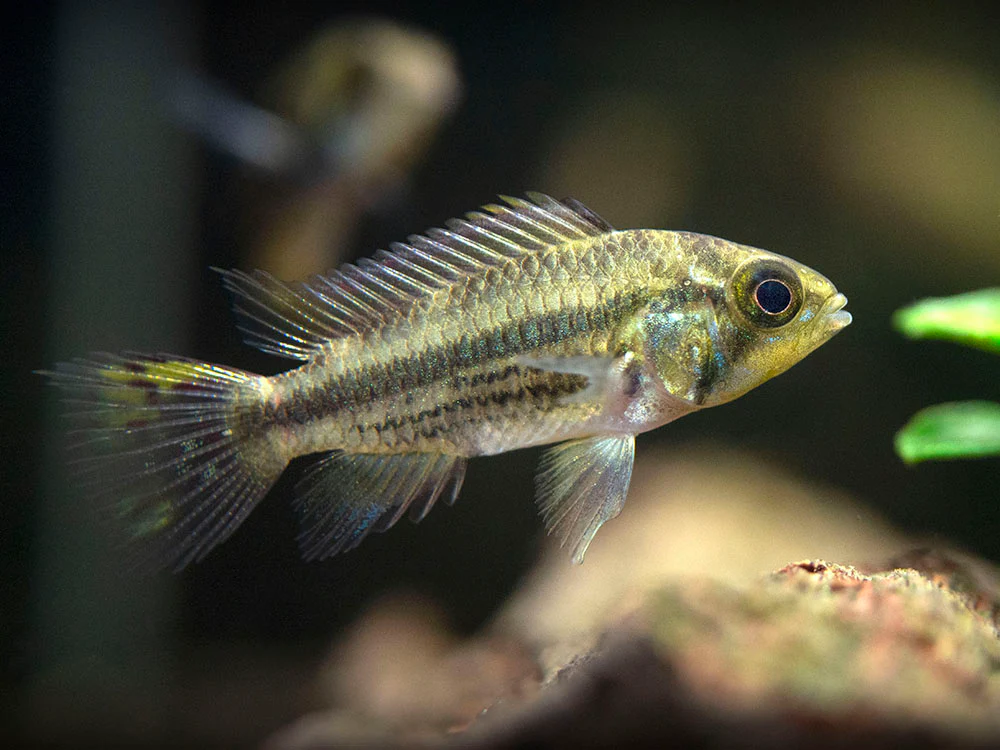 Cockatoo Dwarf Cichlid (Apistogramma cacatuoides)