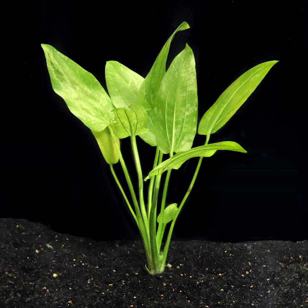 Radican Marble Queen Sword