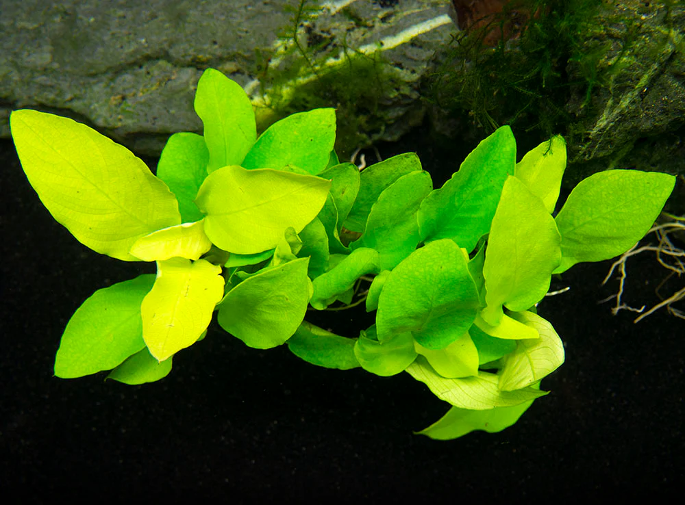 Golden Anubias Nana (Anubias barteri var. “Golden nana”), Bare Root