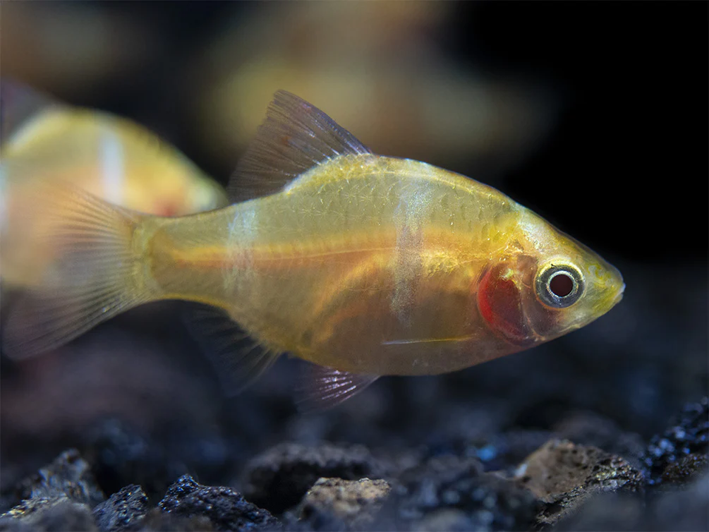 Albino Tiger Barb (Puntigrus tetrazona), Tank-Bred