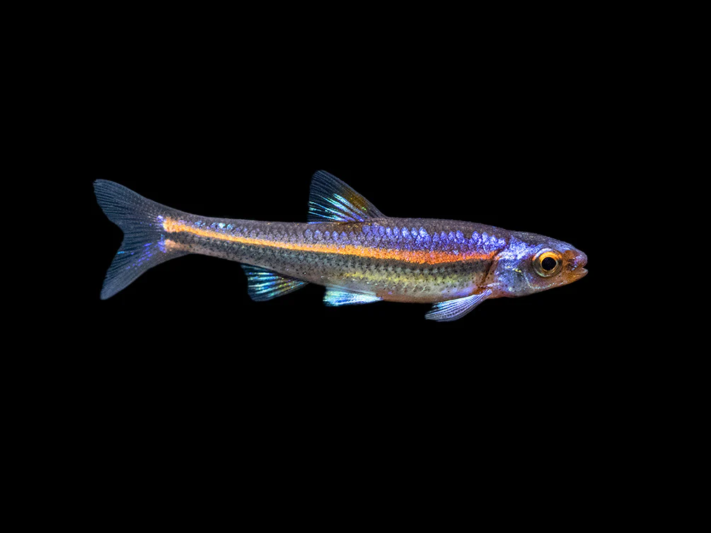Rainbow Shiner (Notropsis chrosomus), Tank-Bred