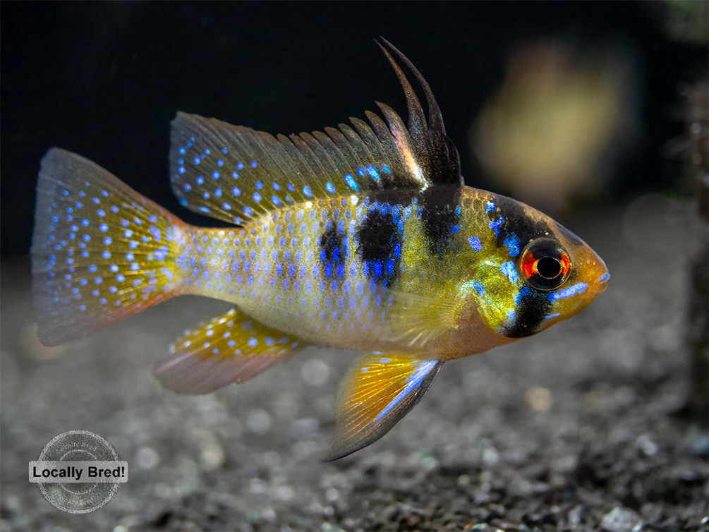 German Blue Ram Dwarf Cichlid (Mikrogeophagus ramirezi) - LOCALLY BRED!!!