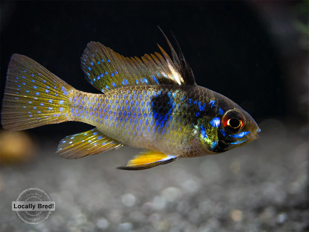 German Blue Ram Dwarf Cichlid (Mikrogeophagus ramirezi) - LOCALLY BRED!!!