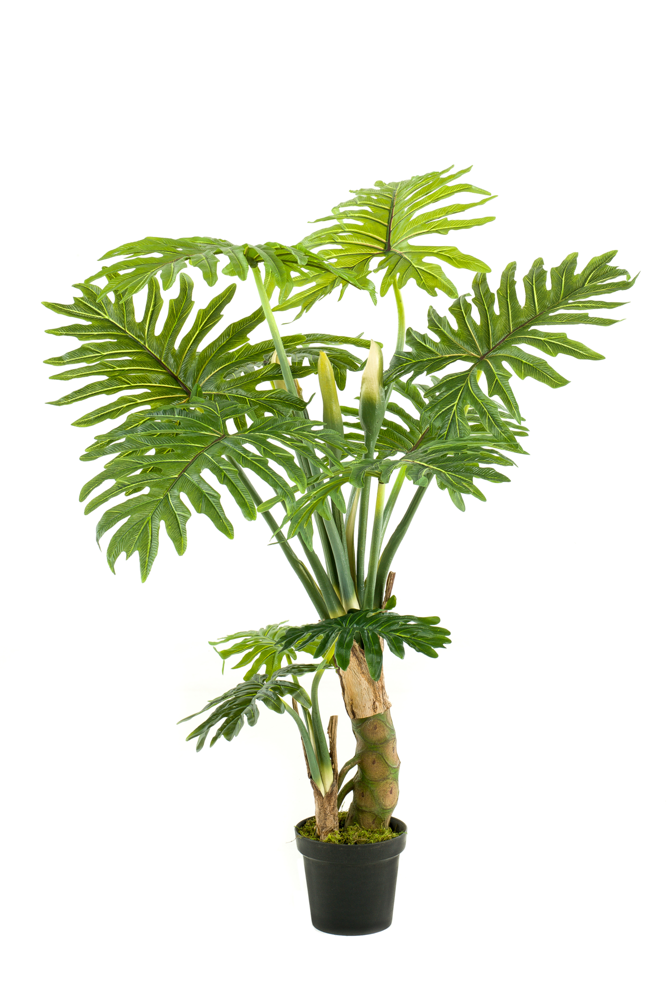 Philodendron