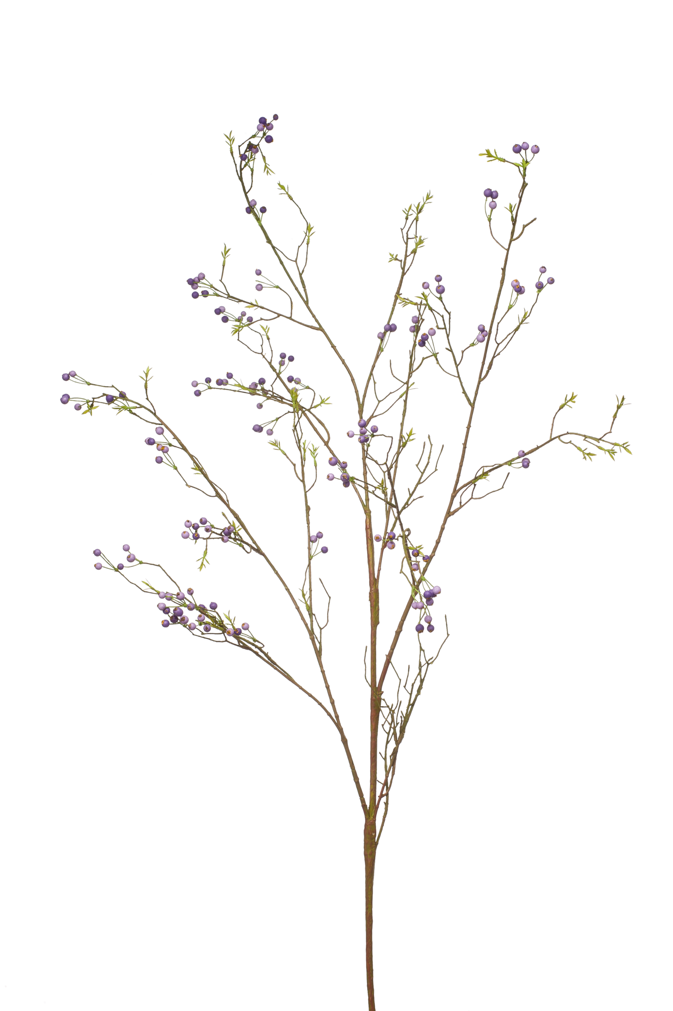 Berry branch purple