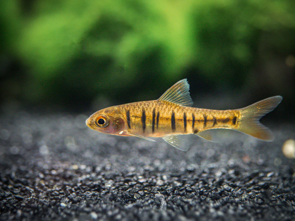 African Banded Barb (Barbus fasciolatus) - Tank-Bred