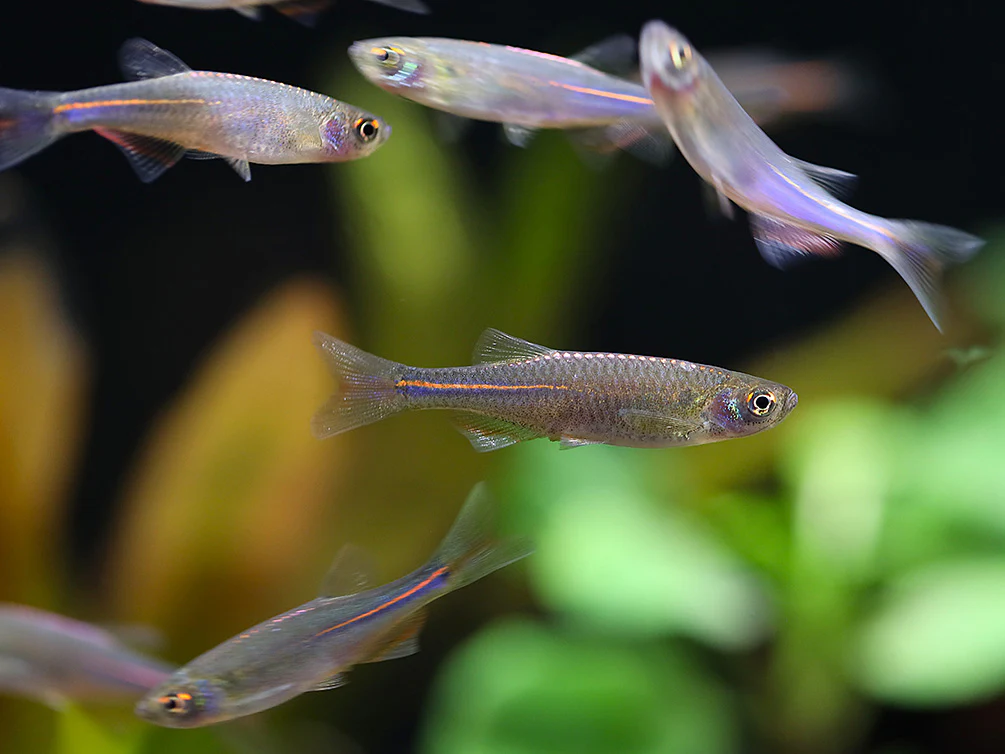 Pearl Danio (Danio albolineatus) – Tank Bred