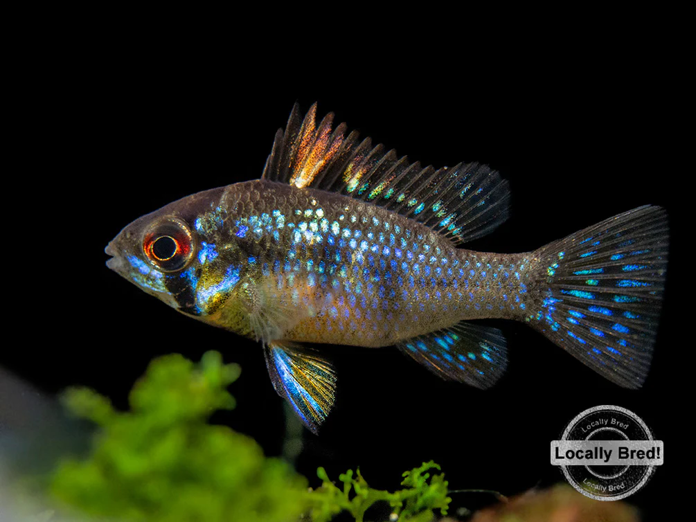 German Blue Ram Dwarf Cichlid (Mikrogeophagus ramirezi) - LOCALLY BRED!!!