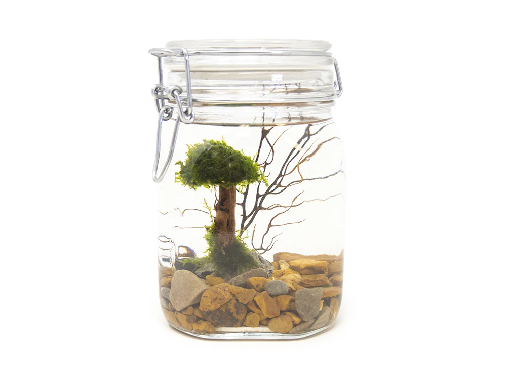 Aquatic Arts Desktop Terrarium