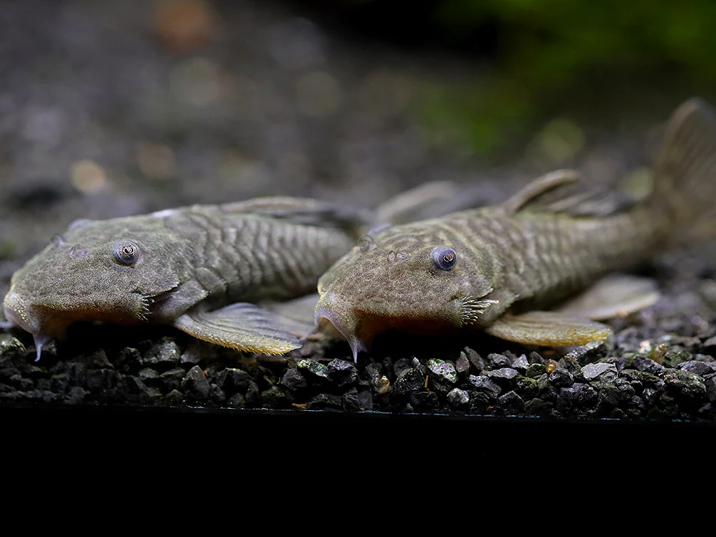 L056 Chubby Pleco L056 (Pseudorinelepis genibarbis)