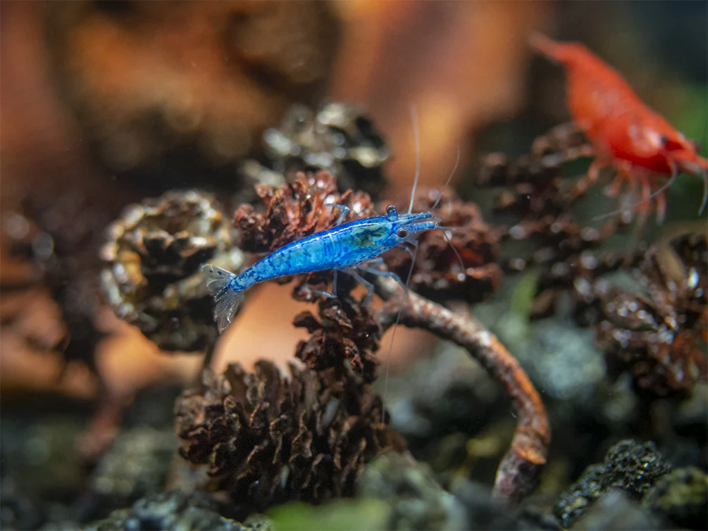 Dream Blue Velvet Shrimp Breeder Combo Box