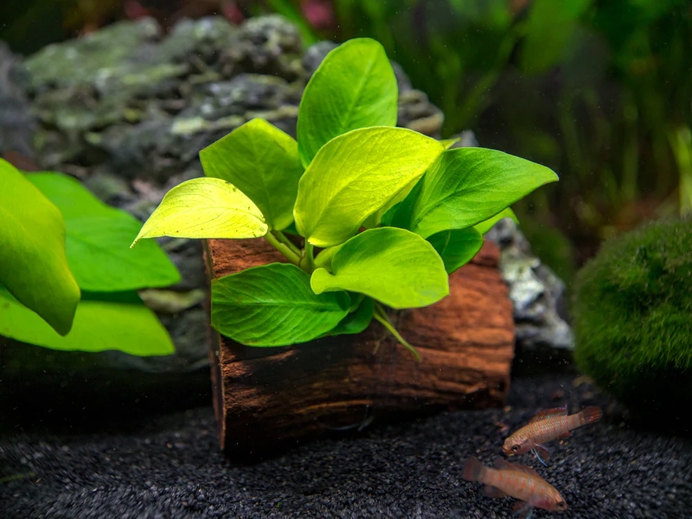 Golden Anubias Nana (Anubias barteri var. “Golden Nana”) on 3+ inch Driftwood