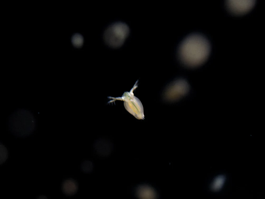 Live Daphnia AKA Water Flea (Daphnia magna) Culture - Aquatic Arts