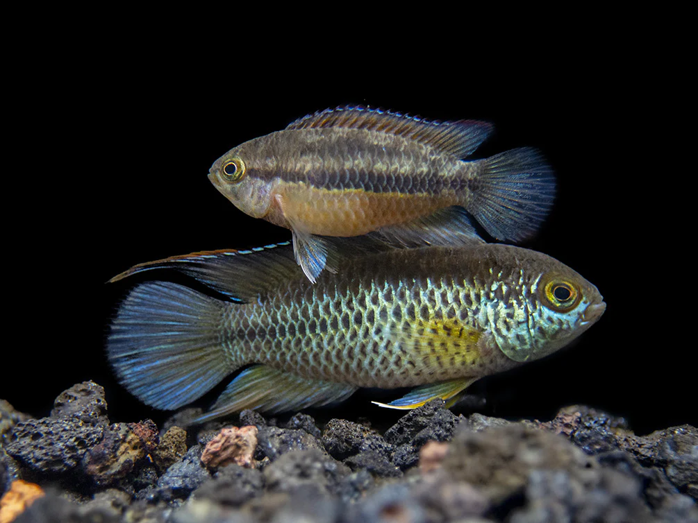 Golden Dwarf Cichlid (Nannacara anomala), - Tank Bred