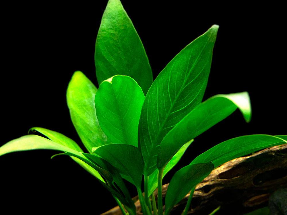 Anubias Lanceolata