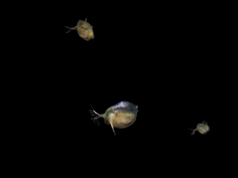 Live Daphnia and Scud Cultures Combo Pack - Aquatic Arts