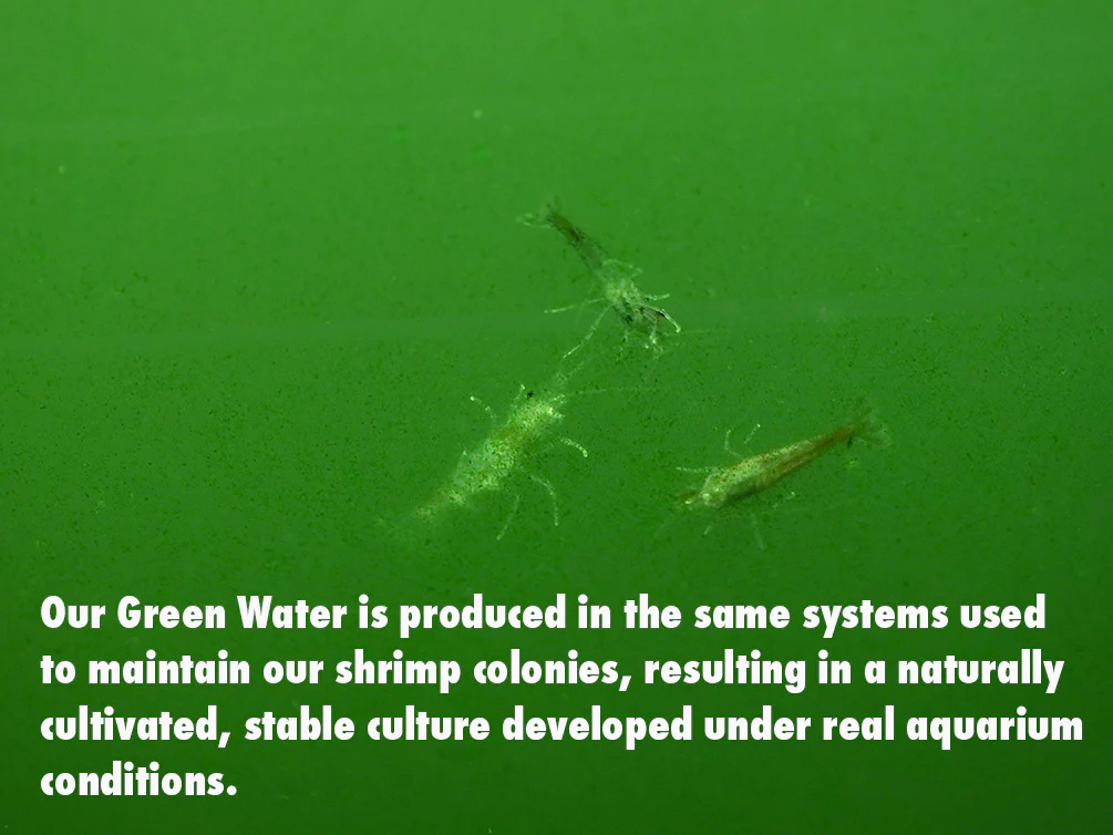 Aquatic Arts Live Feeder Bundle – Moina or Daphnia with Green Water
