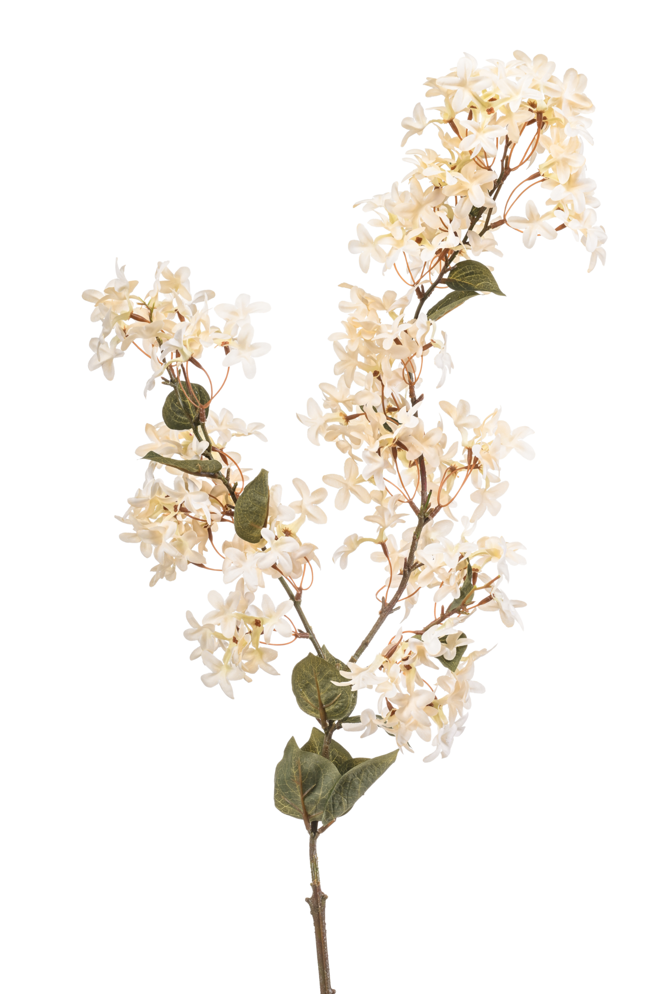Jasmine branch cream