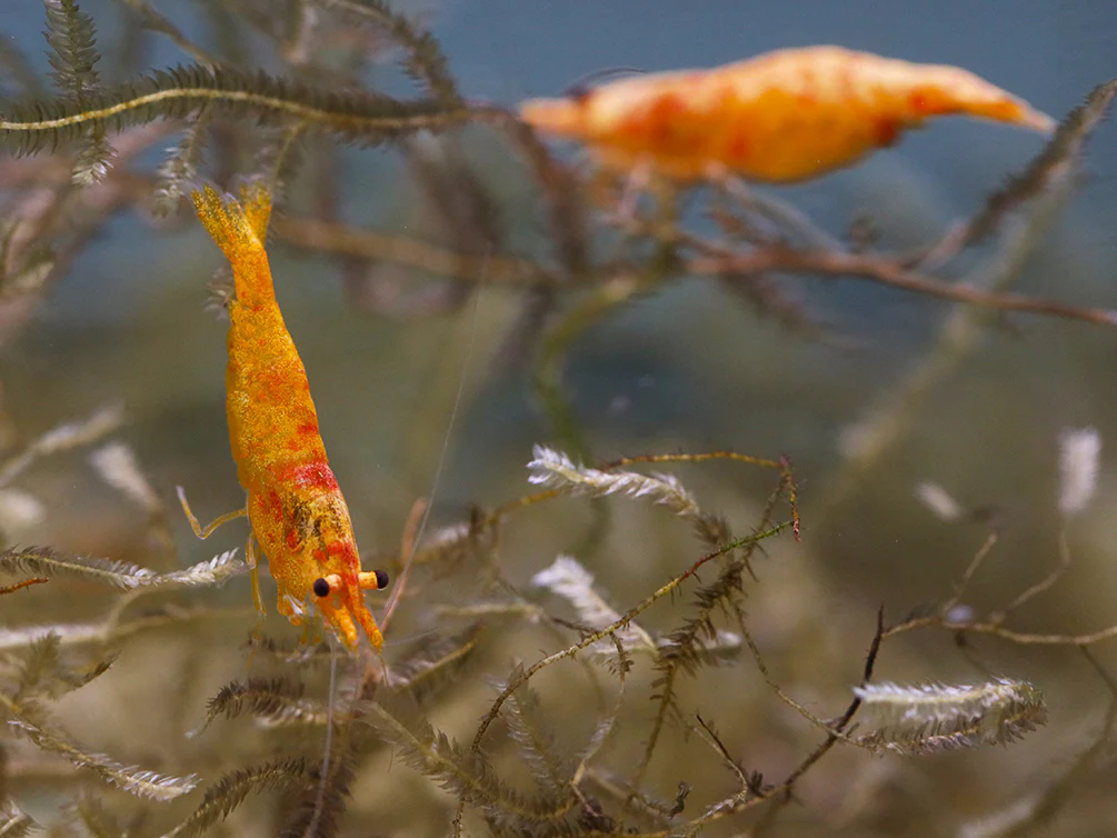 Calico Sunkist Shrimp (Neocaridina Davidi) Tank Bred