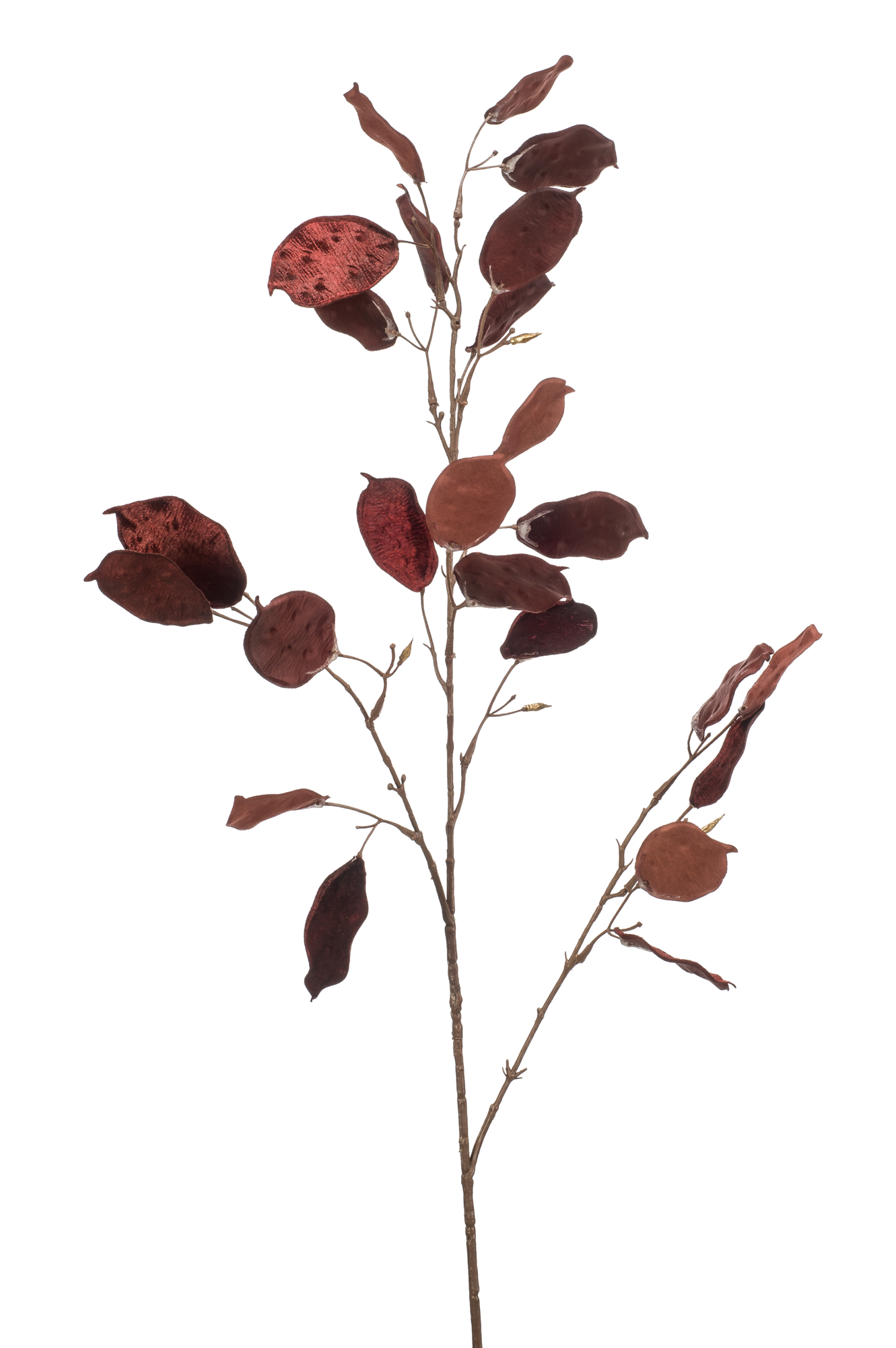 Lunaria glamour