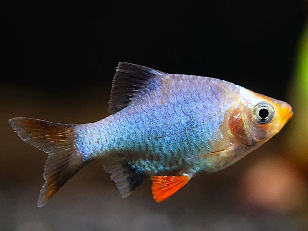 Platinum Green Tiger Barb (Puntigrus tetrazona) – Tank Bred