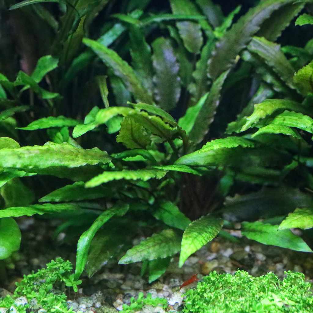 Cryptocoryne Wendtii Green