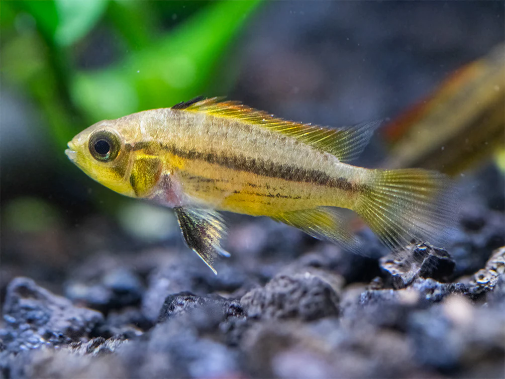 Cockatoo Dwarf Cichlid (Apistogramma cacatuoides)