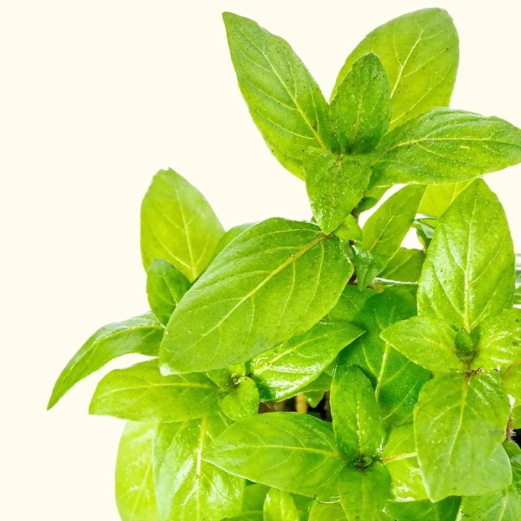 Staurogyne Repens