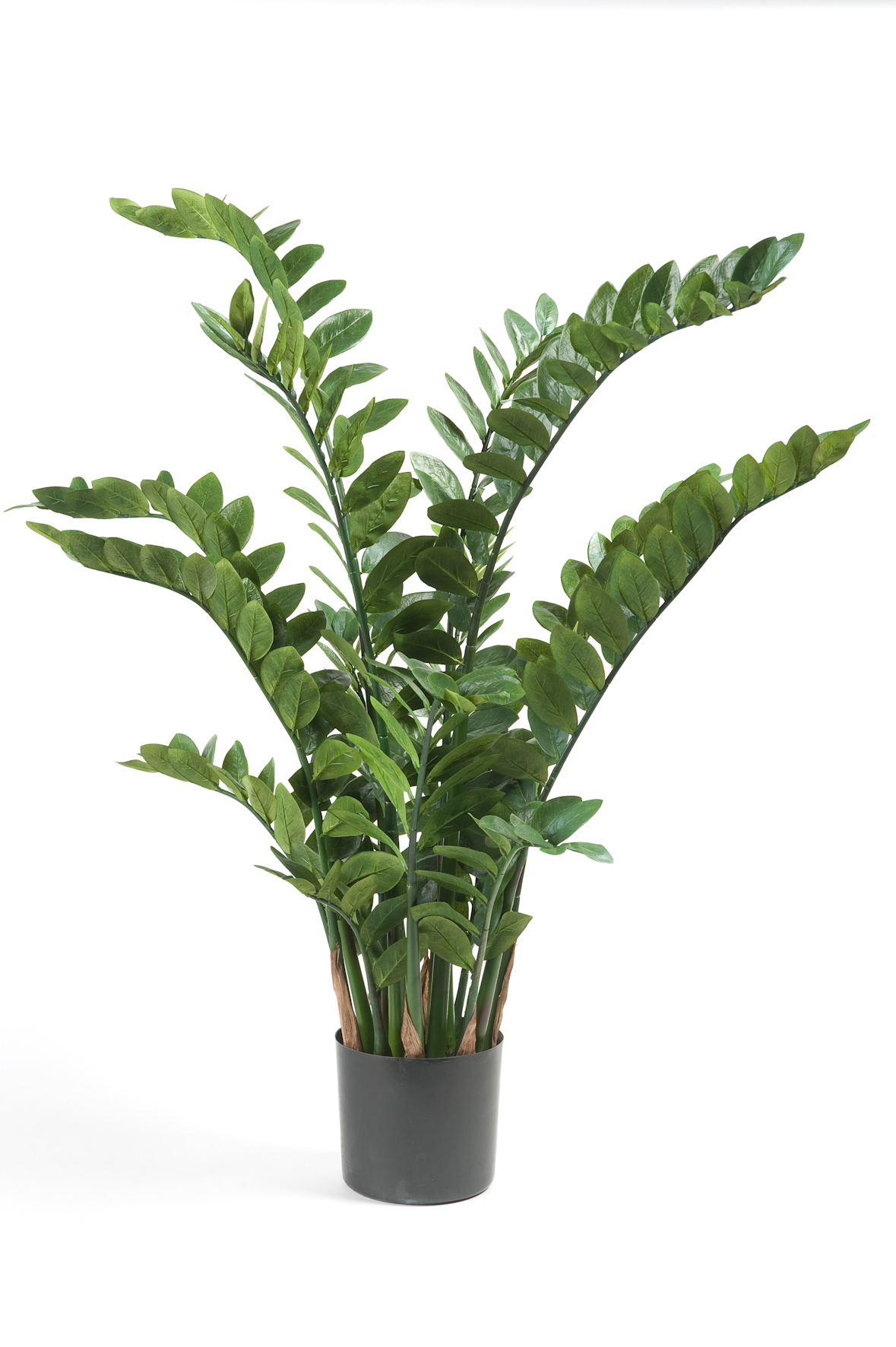 Zamioculas 130 cm