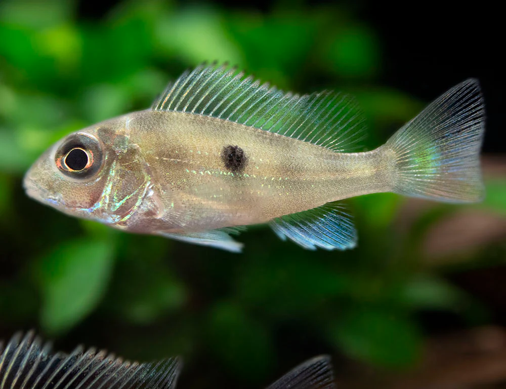 Sven's Eartheater Cichlid (Geophagus sveni), Tank-Bred!